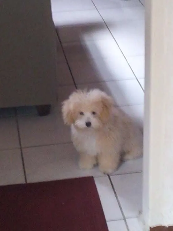 Cachorro ra a Poodle idade 2 a 6 meses nome Talita