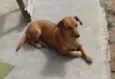 lila