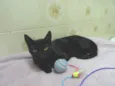 Lancelot