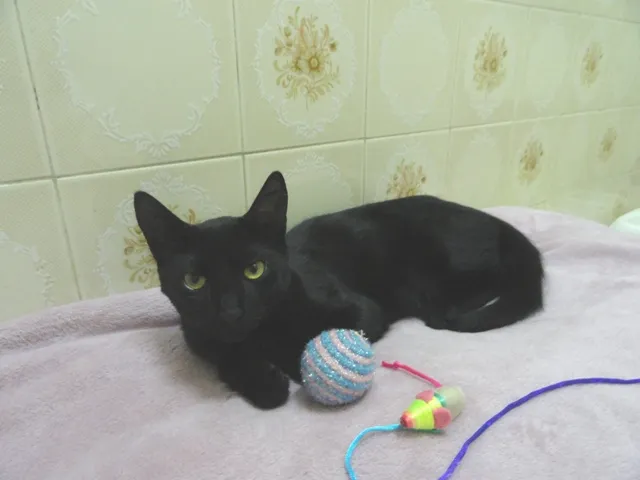 Gato ra a SRD idade 2 a 6 meses nome Lancelot