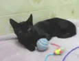 Lancelot