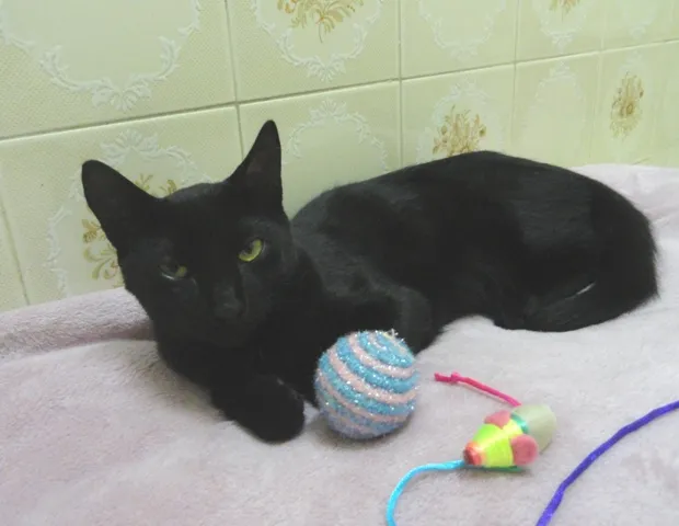 Gato ra a SRD idade 2 a 6 meses nome Lancelot
