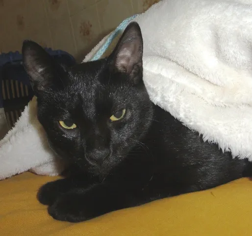Gato ra a SRD idade 2 a 6 meses nome Lancelot