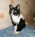 Lisbela