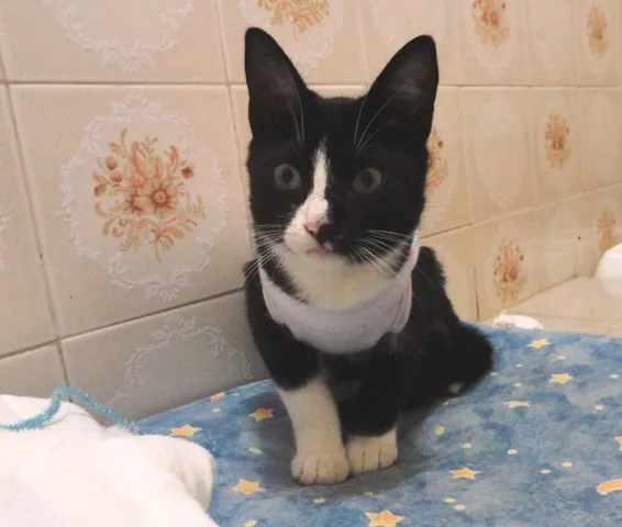 Gato ra a SRD idade 2 a 6 meses nome Lisbela