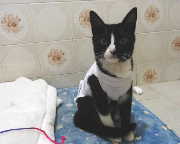 Gato ra a SRD idade 2 a 6 meses nome Lisbela