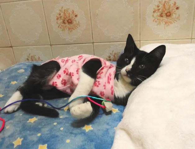 Gato ra a SRD idade 2 a 6 meses nome Lisbela