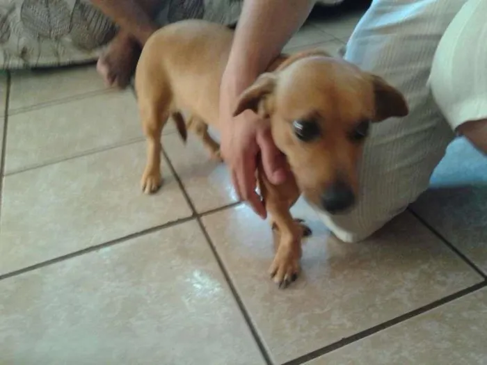 Cachorro ra a Basset-Cofapn e indefinida  idade 2 anos nome Florzinha e pretinha
