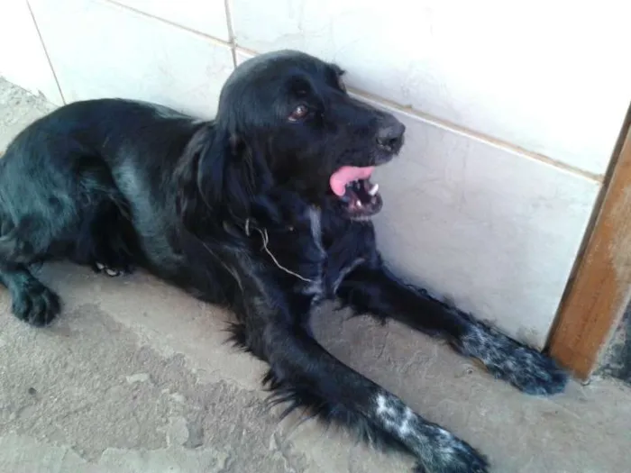 Cachorro ra a Basset-Cofapn e indefinida  idade 2 anos nome Florzinha e pretinha