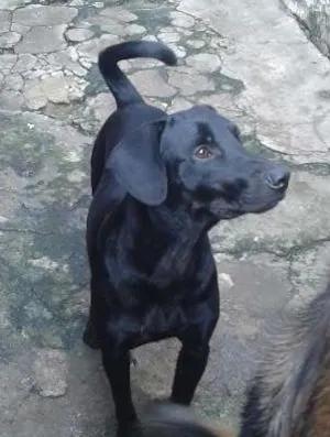Cachorro raça SRD idade 1 ano nome samir