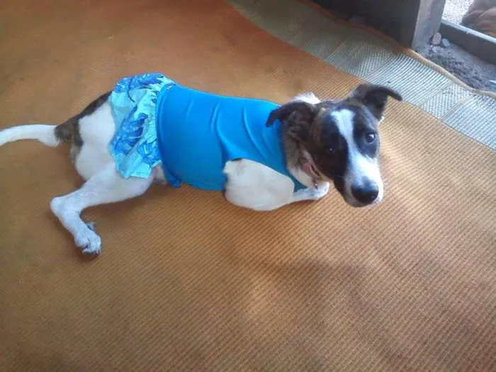 Cachorro raça SRD idade 1 ano nome Linda