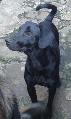 Cachorro ra a SRD idade 1 ano nome samir