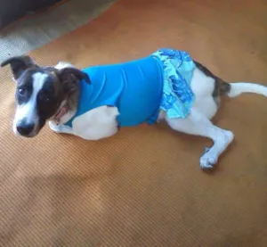 Cachorro raça SRD idade 1 ano nome Linda