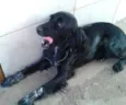 Florzinha e pretinha