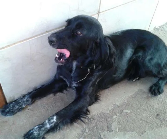 Cachorro ra a Basset-Cofapn e indefinida  idade 2 anos nome Florzinha e pretinha