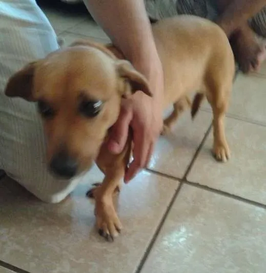 Cachorro ra a Basset-Cofapn e indefinida  idade 2 anos nome Florzinha e pretinha