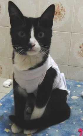 Gato ra a SRD idade 2 a 6 meses nome Lisbela