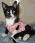 Lisbela