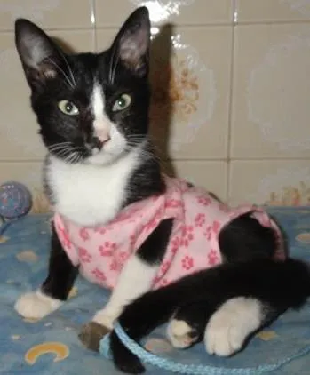 Gato ra a SRD idade 2 a 6 meses nome Lisbela