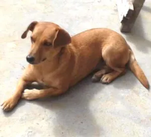 Cachorro raça linda idade 1 ano nome lila