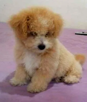 Cachorro raça Poodle idade 2 a 6 meses nome Talita