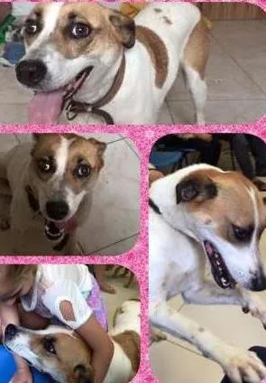 Cachorro raça SRD idade 2 anos nome JUJUBA