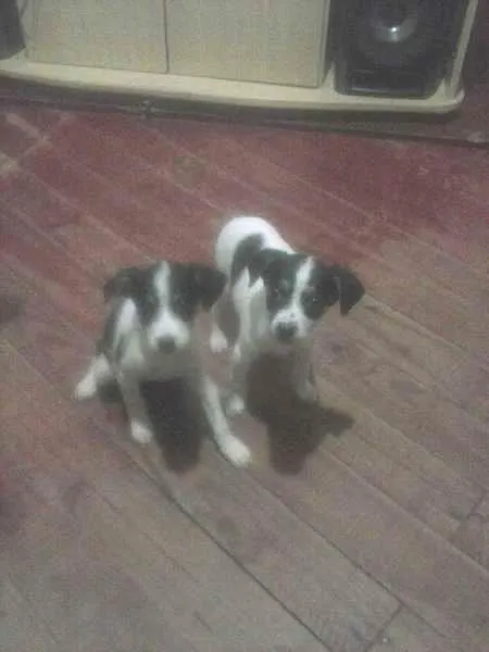 Cachorro ra a vira lata idade  nome sem nomes