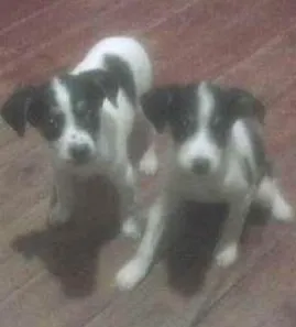 Cachorro ra a vira lata idade  nome sem nomes