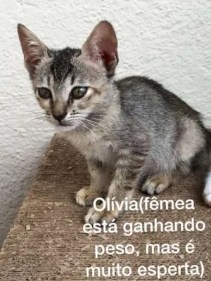 Gato raça  idade 2 a 6 meses nome Olívia