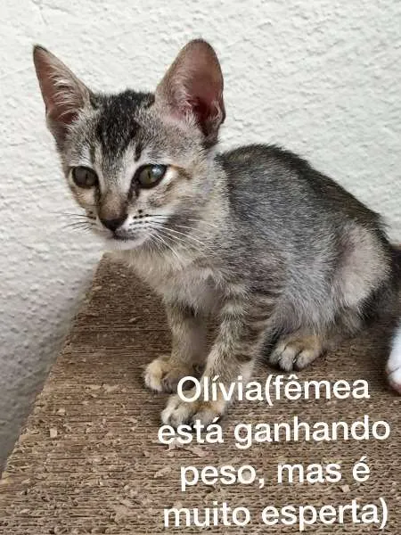 Gato ra a  idade 2 a 6 meses nome Olívia