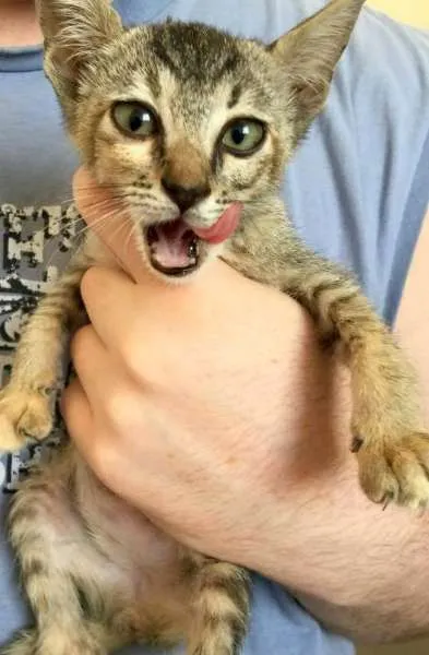 Gato ra a  idade 2 a 6 meses nome Olívia