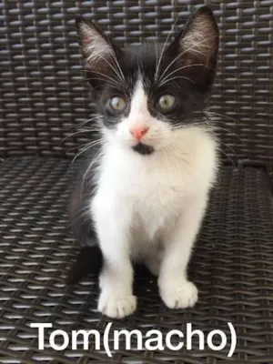 Gato raça  idade 2 a 6 meses nome Tom