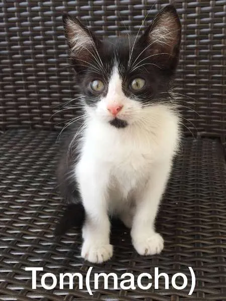 Gato ra a  idade 2 a 6 meses nome Tom