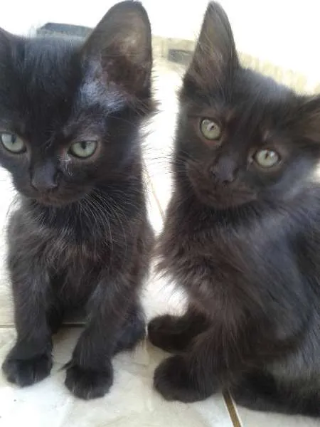 Gato ra a SRD idade 2 a 6 meses nome Gatinhas