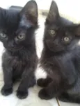 Gatinhas