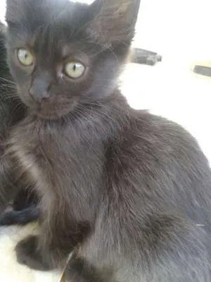 Gato raça SRD idade 2 a 6 meses nome Gatinhas