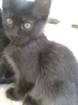 Gatinhas