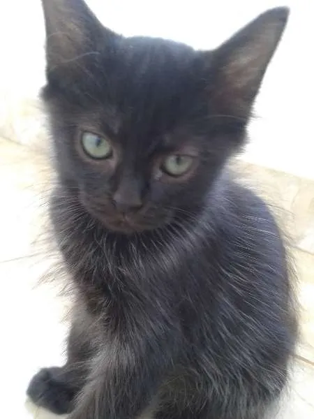 Gato ra a SRD idade 2 a 6 meses nome Gatinhas