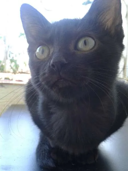 Gato ra a SRD idade 2 a 6 meses nome Gatinhas
