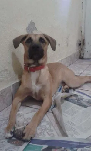 Cachorro raça Indefinida idade 2 a 6 meses nome Luna