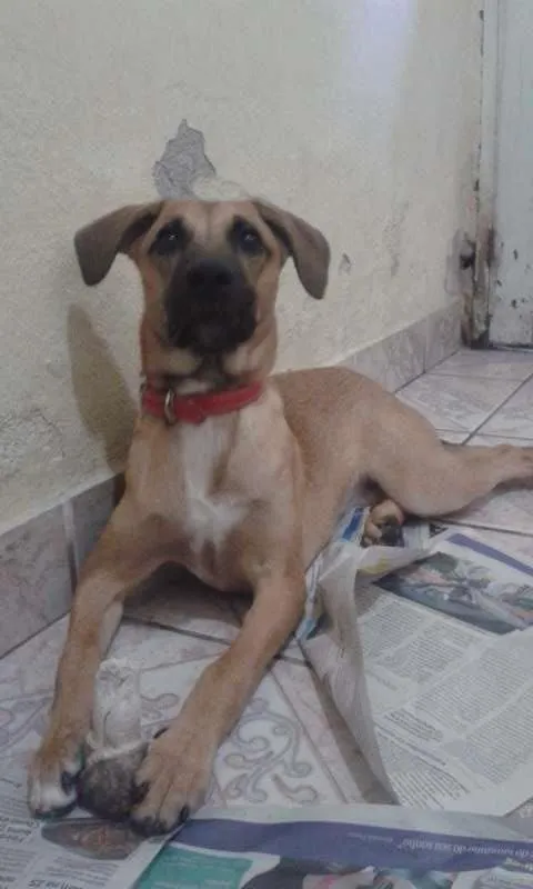 Cachorro ra a Indefinida idade 2 a 6 meses nome Luna