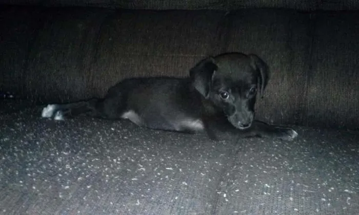 Cachorro raça SRD idade 2 a 6 meses nome Hanna