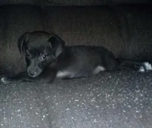 Cachorro raça SRD idade 2 a 6 meses nome Hanna