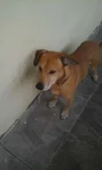 Chulé