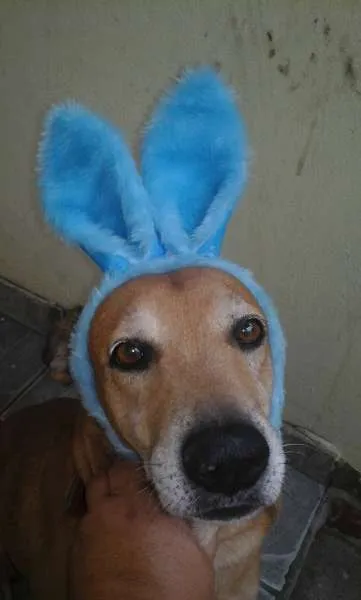 Cachorro ra a SRD idade 2 anos nome Chulé