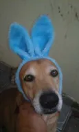 Chulé