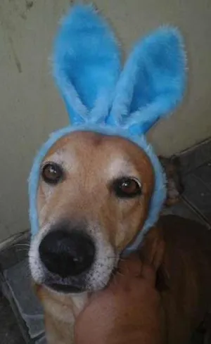 Cachorro raça SRD idade 2 anos nome Chulé