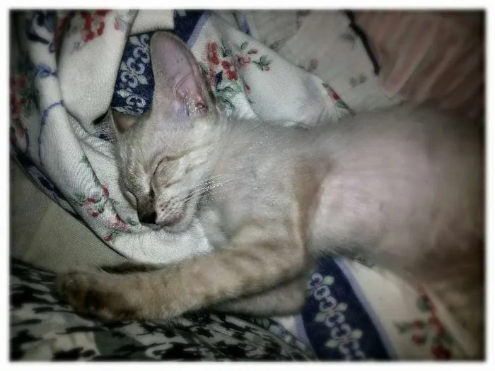 Gato raça Indefinida idade 2 a 6 meses nome Bebê