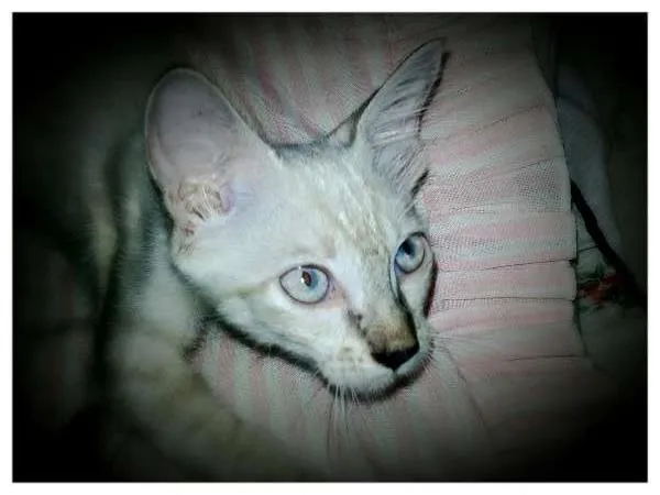 Gato raça Indefinida idade 2 a 6 meses nome Bebê