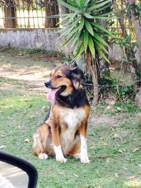 Cachorro ra a mestiça Golden idade 2 anos nome Filomena